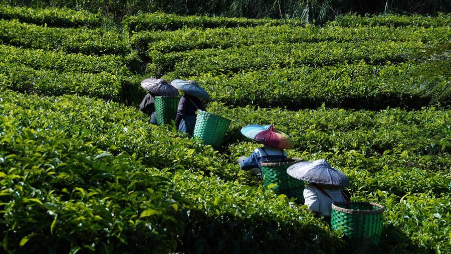 Ilustrasi kebun teh. (Dok. Pexels)