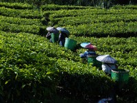 Ilustrasi kebun teh. (Dok. Pexels)