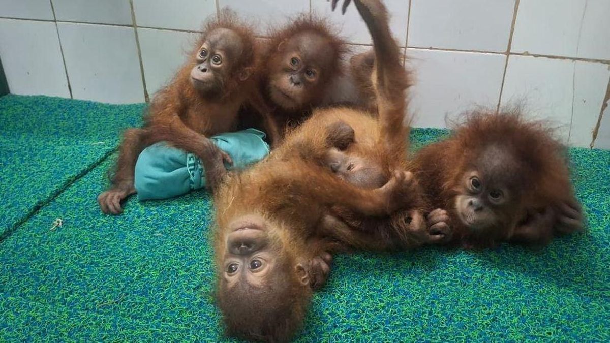 5 Bayi Orang Utan yang Ditemukan di India Diduga dari Sumatera