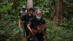Terjebak di Kebun Warga Kayong Utara, 6 Orang Utan Diselamatkan