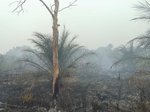 Hotspot di Muratara 60 Titik, Udara di Rawas Ilir Sangat Tidak Sehat