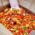 Badan Pangan Nasional (Bapanas) mengakui harga cabai rawit mengalami kenaikan di sejumlah daerah. (Dok. Humas Bapanas)
