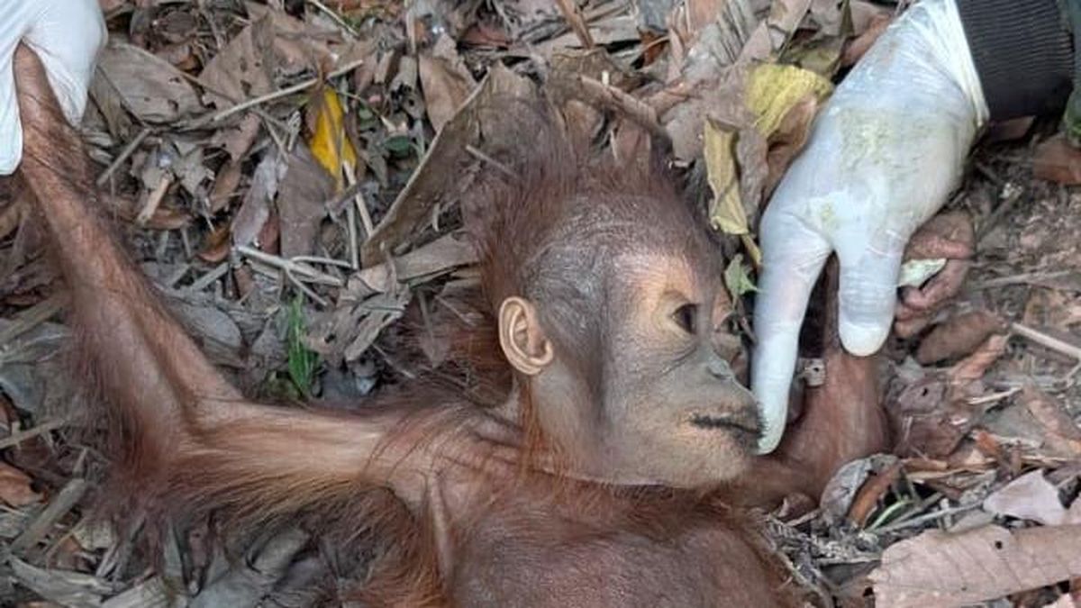 Kemarau Bikin Bayi Orang Utan Malnutrisi, Makin Menderita karena Karhutla
