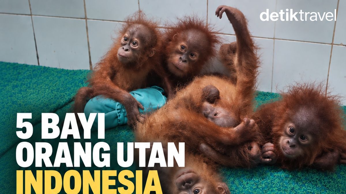 Kasihan, 6 Bayi Orang Utan Tanpa Induk Terlantar di India