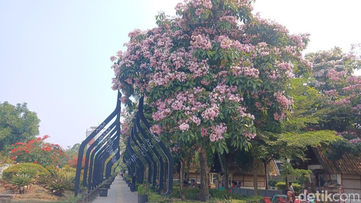 Kala Tabebuya Mengubah Wajah Cianjur Bak Negeri Sakura