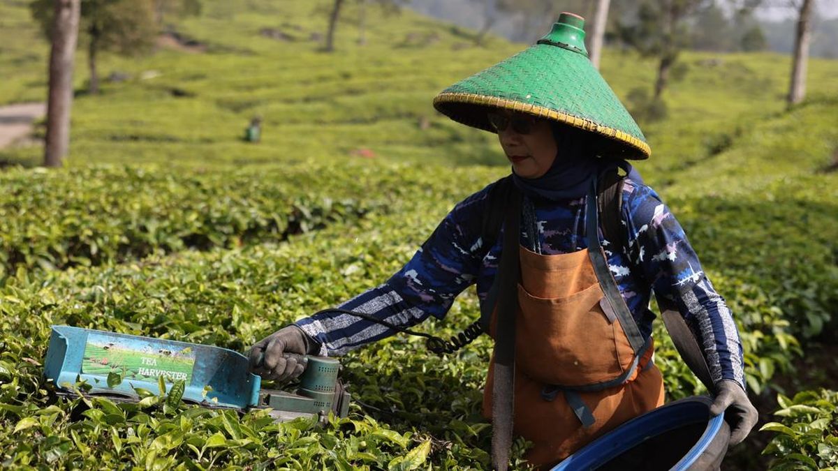Dana Bergulir LPDB Perkuat Bisnis Pusat Koperasi Karyawan PTPN VIII