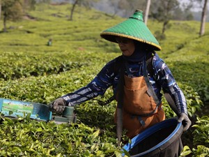 Dana Bergulir LPDB Perkuat Bisnis Pusat Koperasi Karyawan PTPN VIII