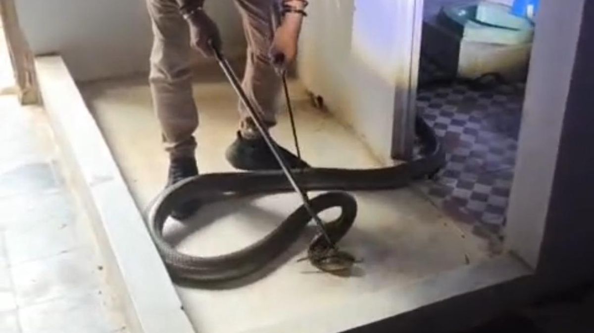Hiii! King Cobra Jumbo Nangkring di Atap Kamar Mandi Warga Purworejo