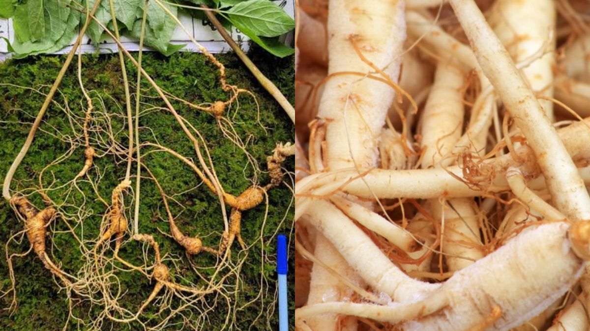 Wow! Ginseng Liar Berusia 100 Tahun Ini Harganya Rp1,6 Miliar