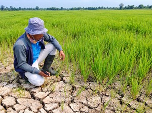 53 Hektare Lahan Sawah di Jambi Gagal Panen karena Kemarau, Batang Hari Terparah