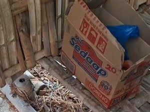 Pilu Bayi Laki-laki Dibuang dalam Kardus Mi Instan di Lamongan