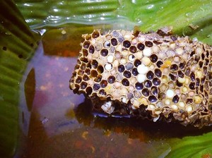 Tak Biasa! 8 Kuliner Ekstrem Indonesia yang Dibuat dari Tikus hingga Darah