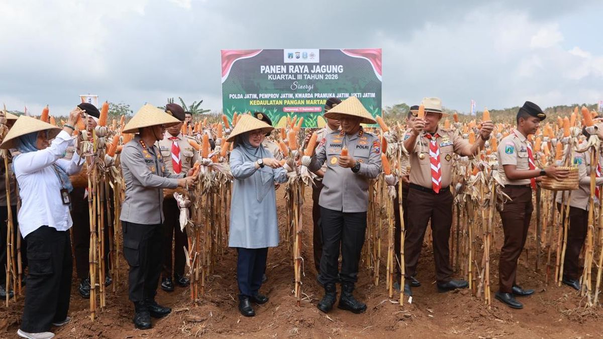 Jaga Surplus Pangan, Kapolda Jatim-Bupati Ipuk Panen Raya Jagung Lagi