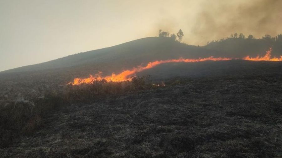 Savana Bromo Kebakaran. (Detikcom)