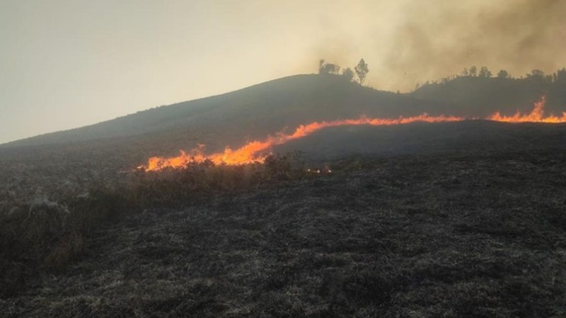 Savana Bromo Kebakaran. (Detikcom)