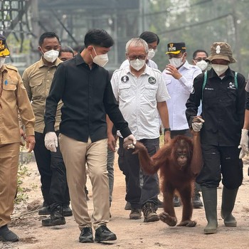 Wapres Gibran mengunjungi fasilitas rehabilitasi orangutan di Kalimantan. Foto Setwapres