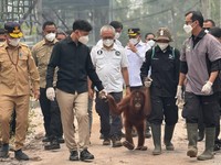 Wapres Gibran mengunjungi fasilitas rehabilitasi orangutan di Kalimantan. Foto Setwapres