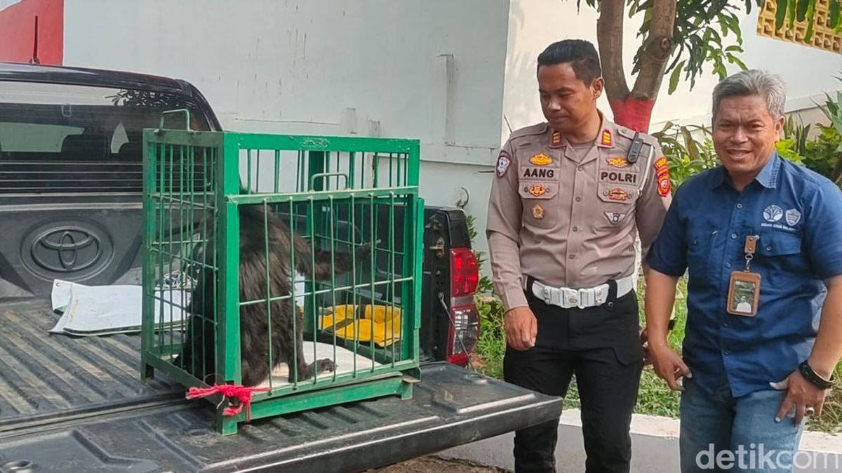 Kondisi Membaik, Surili Korban Kecelakaan di Cianjur Direhabilitasi