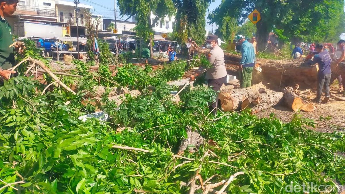 BMKG Ingatkan Potensi Angin Kencang Capai 48 Km/Jam 3 Hari Kedepan