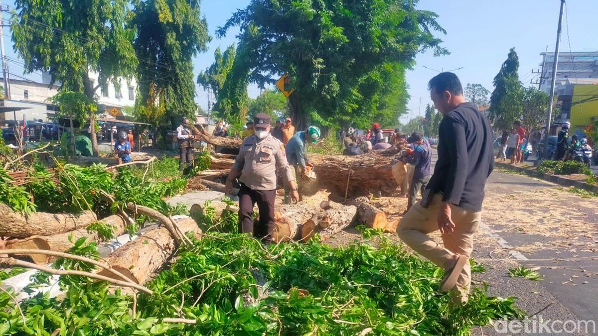Belasan Polisi Sidoarjo Turut Evakuasi Pohon Tumbang yang Lukai 2 Pemotor