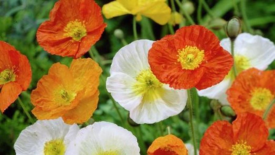 Bunga Poppy di Indonesia. (Pixabay)