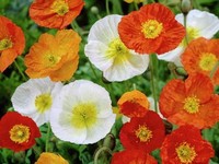 Bunga Poppy di Indonesia. (Pixabay)