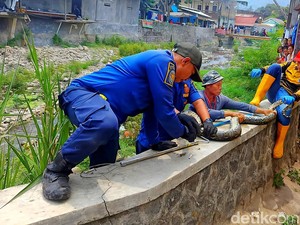 Geger Ular Sanca Batik Jumbo Muncul di Bawah Jembatan Pasar Palabuhanratu