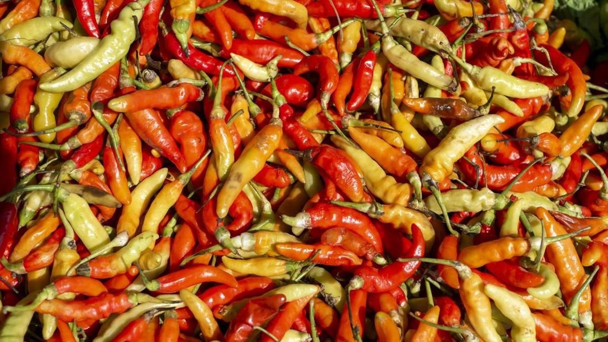 Ilustrasi berita Bisnis: Petani Ungkap Biang Kerok Harga Cabai Masih Mahal