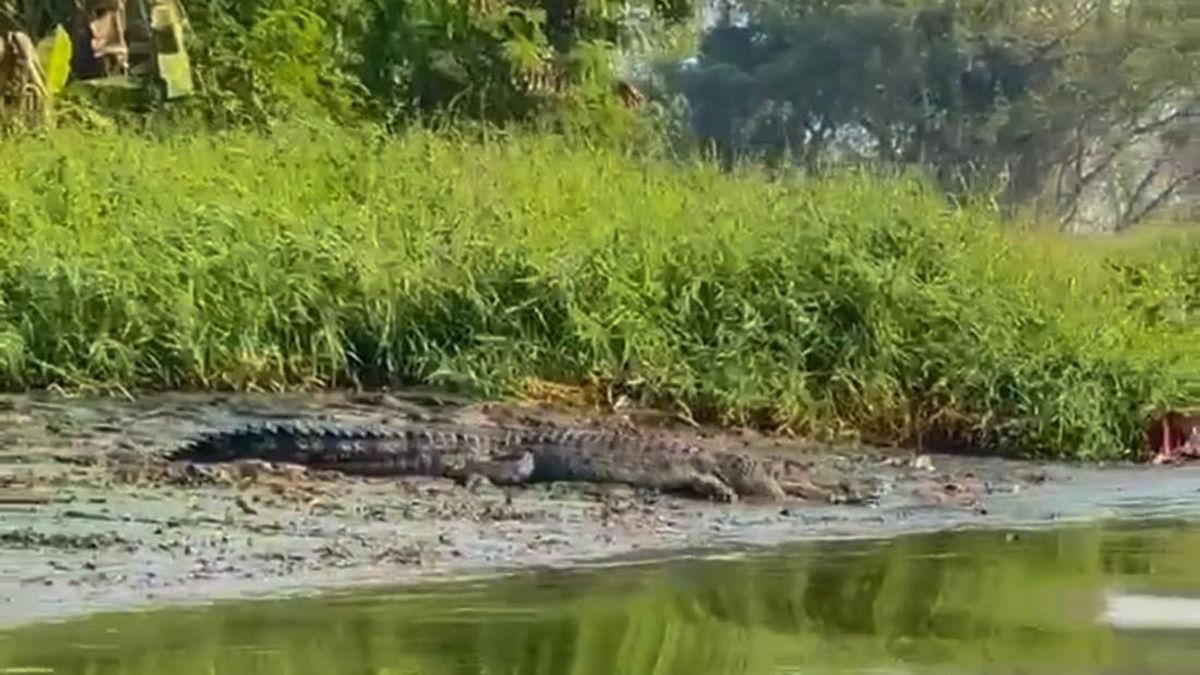Paniknya Rombongan Guru Disambut Buaya Saat Lewat Sungai di Sidoarjo — NadiKabar.com