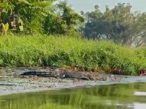 Buaya Besar Muncul Saat Perahu Rombongan Guru Melintas di Sungai Sidoarjo