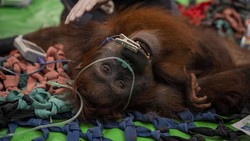 Karhutla Lukai Orang Utan Mama Penja, Kaki Terbakar & Badan Kurus 