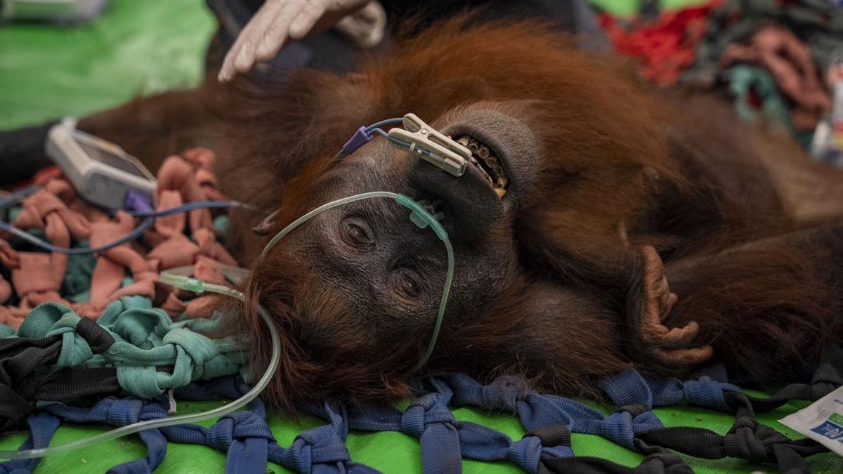 Karhutla Lukai Orang Utan Mama Penja, Kaki Terbakar & Badan Kurus