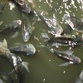 Ilustrasi Ikan Nila Hitam. (Dok. Pexels)