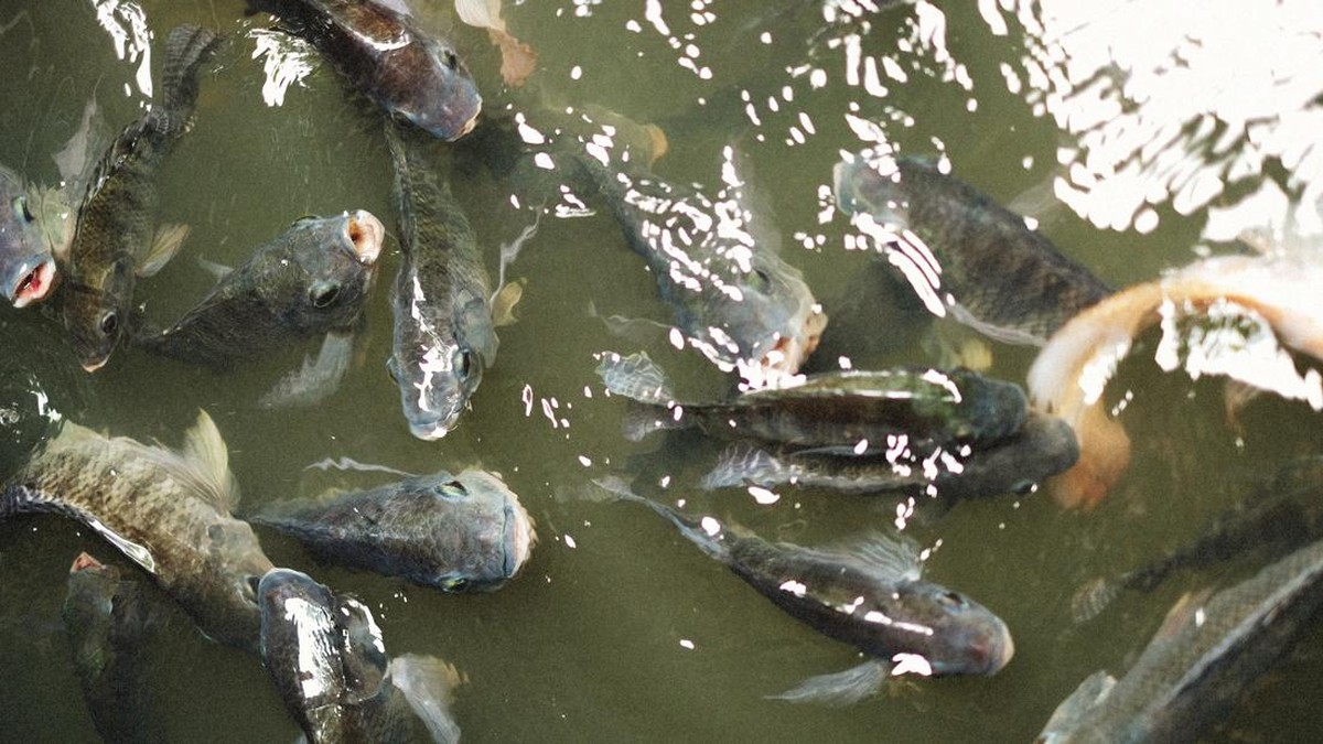 Ikan Nila Bawa Petaka Besar, Kondisinya Sudah Darurat di Dekat RI