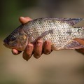 Ilustrasi Ikan Nila Hitam. (Dok. Pexels)
