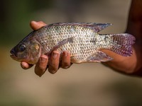 Ilustrasi Ikan Nila Hitam. (Dok. Pexels)