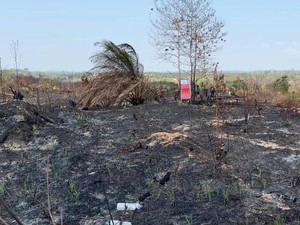 Karhutla IKN Kembali Berasap Usai Dipadamkan, Menhut: Keroyokan Lagi
