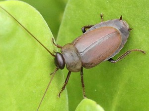 Teliti Nutrisi Susu Kecoak, Ilmuwan Raih Ig Nobel