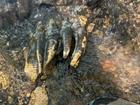 Para ahli geologi menemukan gigi mastodon saat melakukan kerja lapangan di San Mateo County.(Kredit gambar: Balance Hydrologics)