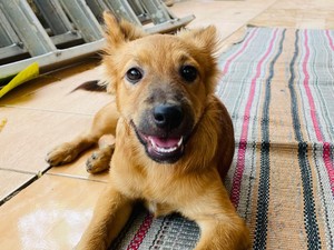 Misteri 2 Anjing Milik Warga Semarang Mati Diduga Diracun