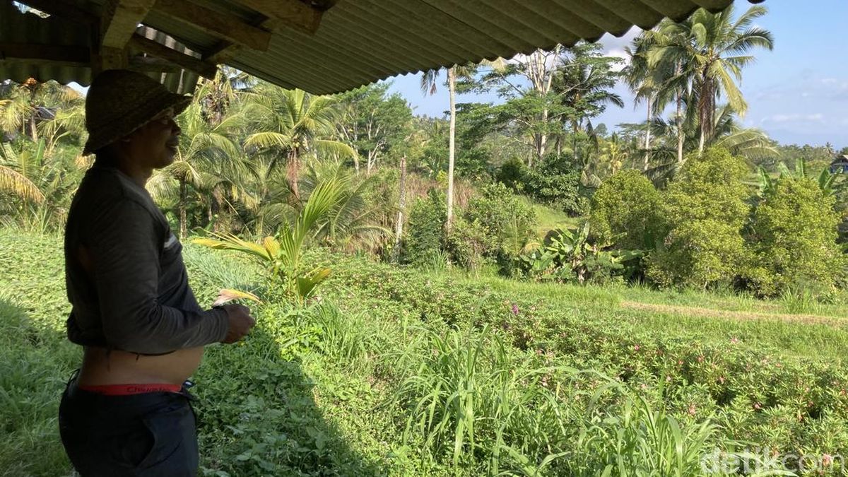 Teror Ratusan Kera Resahkan Warga Desa Nyalian Klungkung