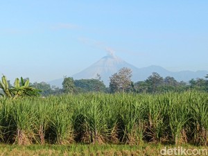 Semeru Erupsi Lagi Pagi Ini, Abu Vulkanik Membubung Setinggi 1 Km