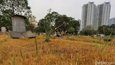 Kemarau Panjang, Rumput Makam di Menteng Pulo Mulai Menguning