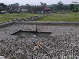 Potret Kekeringan di Tasikmalaya, Sawah Kering Kerontang