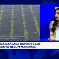 RI Produsen Raksasa Rumput Laut Tapi Masih Diekspor Mentah, Hilirisasi Mendesak!