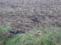Debris of what, according to the Lithuanian national crisis management centre, was a drone shot down by a NATO fighter jet, lies on the ground near Pratkunai village, Lithuania, September 15, 2026, in this screengrab from a handout video. Lithuanian