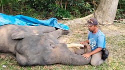 Gajah Binaan di PLG Minas Mati!