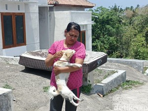 Anak Anjing yang Gigit Ibu dan 2 Anak di Jembrana Positif Rabies