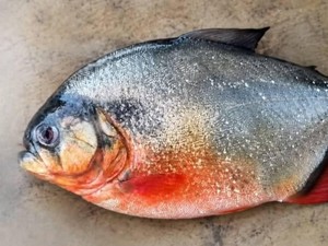Ikan Misterius Ditemukan di Perairan Malaysia