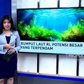 Rumput Laut RI, Potensi Besar Yang Terpendam